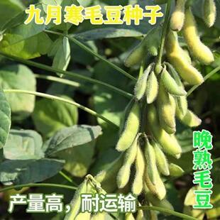 晚熟毛豆种子九月寒毛豆种子高产晚毛豆重阳豆种子鲜食农家蔬菜种