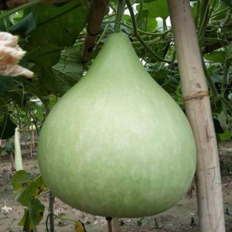 老品种食用菜葫芦种子大瓢葫芦种籽可做瓢阳台庭院爬藤春春秋易播