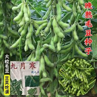 九月寒毛豆种子晚熟高产大粒青黄豆重阳豆种子鲜食菜毛豆蔬菜种子