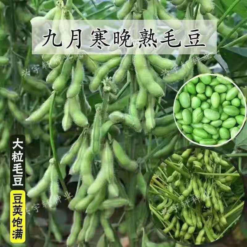 九月寒毛豆种子高产晚熟