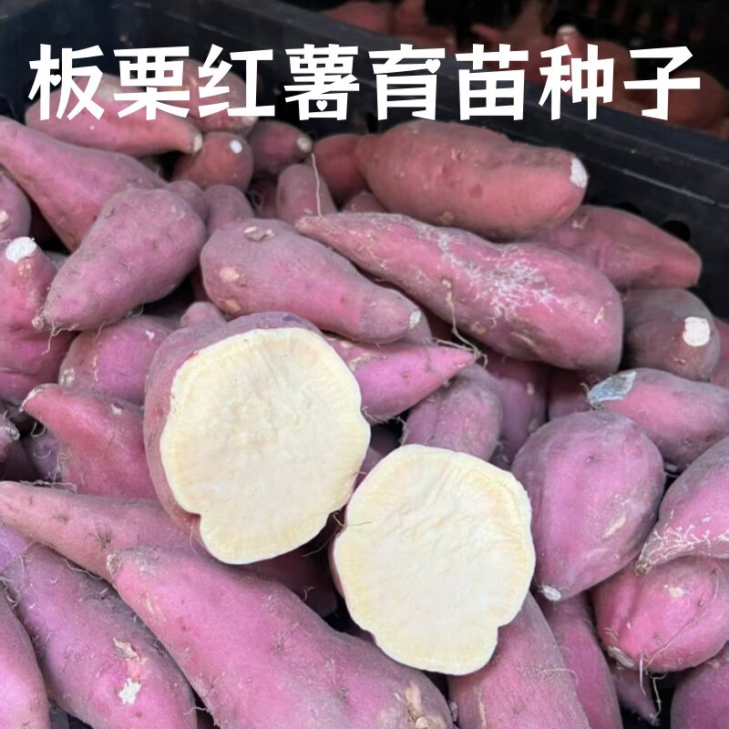 板栗红薯育苗种子蜜薯种子地瓜种子紫薯种子育苗紫薯种沙地紫薯