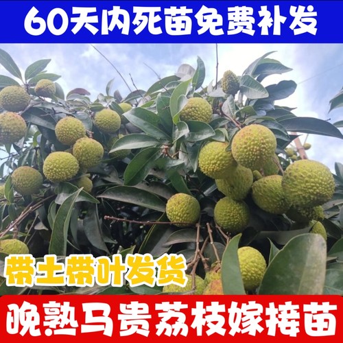 新品种马贵荔晚熟冰荔观音绿荔枝王嫁接苗南方可盆栽地栽当年结果