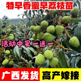 新品 种香蜜早荔枝树苗带土带叶发货买一送一嫁接荔枝果苗当年结果