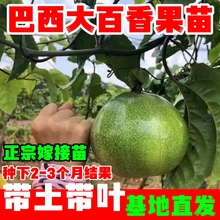 金霸纯甜百香果苗正宗嫁接苗盆栽地栽种植3-5个月结果巴西百香果