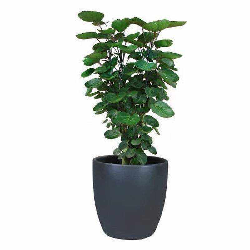 高档桐金钱兜大树桩盆栽内厅镇宅室客四季常青盆甲醛花z卉吸栽奢