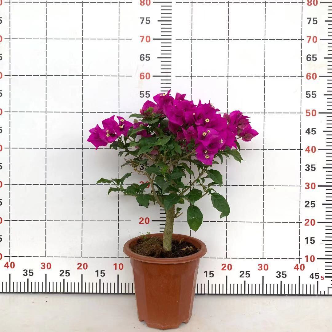 新品勤花三角梅云南紫大苗球型叶子花四季爬藤绿植盆栽带花苞带软