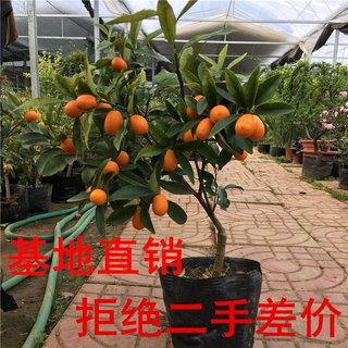 带客厅的盆栽小果树可食用橘子树室内金桔苗带果果实阳台庭院四。