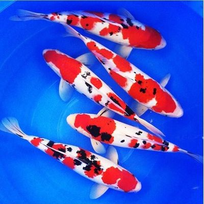 锦鲤纯种日本三色好养耐活冷水鱼