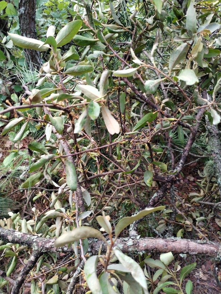 云南山区农村马尾松松树寄生草原生态寄生茶寄生草治三高养生茶