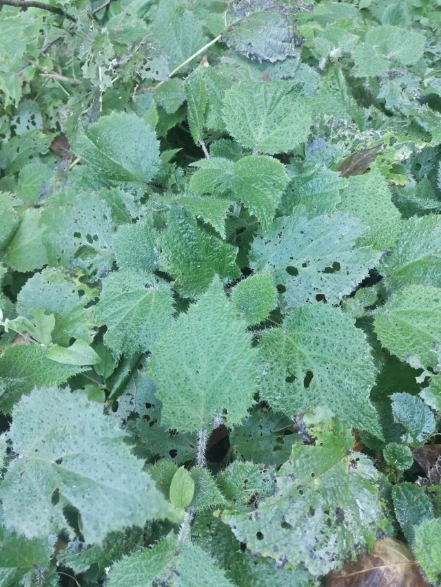 新鲜荨麻草蜇人草咬人草白活麻白藿麻叶绿杆荨麻青火麻蝎子草