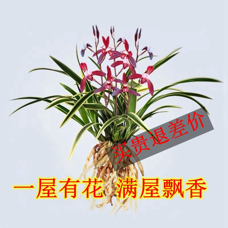 现货超香兰花苗金边 瑞雪丰年 矮种浓香型室S内办公室盆栽花卉