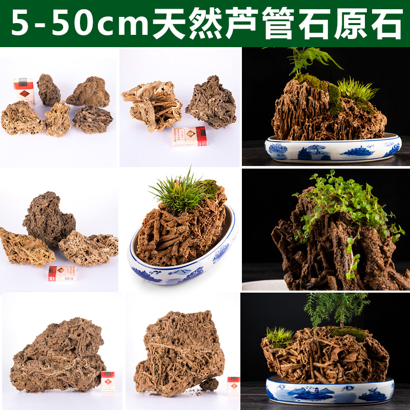 麦管石植物化石盆景假山造景