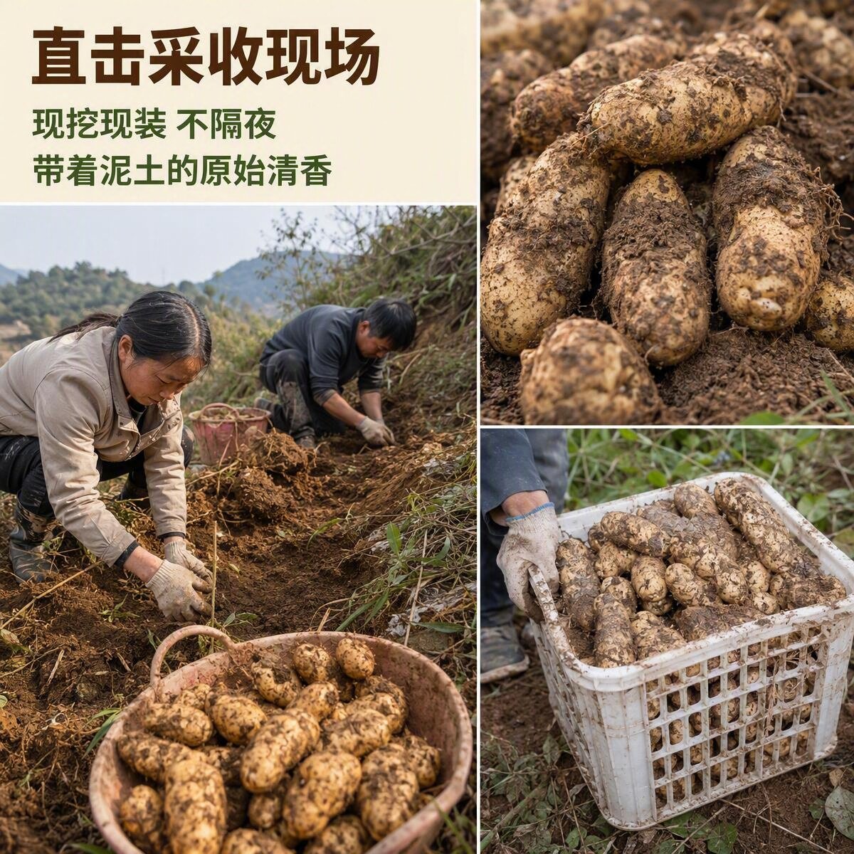 新鲜天麻仿野生云南昭通小草坝正宗鲜天麻中药材包邮