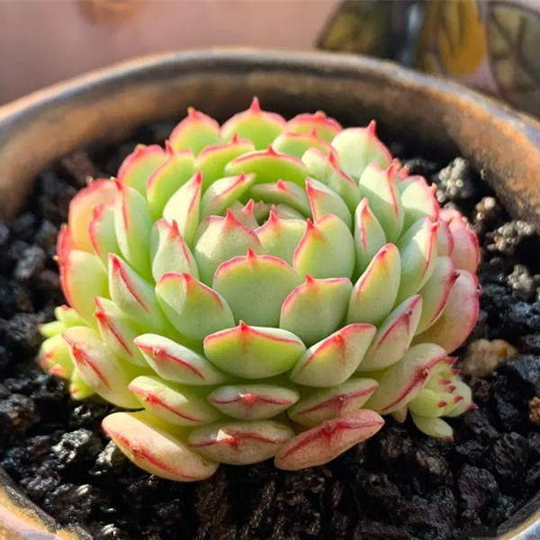 小红船精品进口多肉植物盆栽萌肉肉新手好养组合绿植花卉包邮