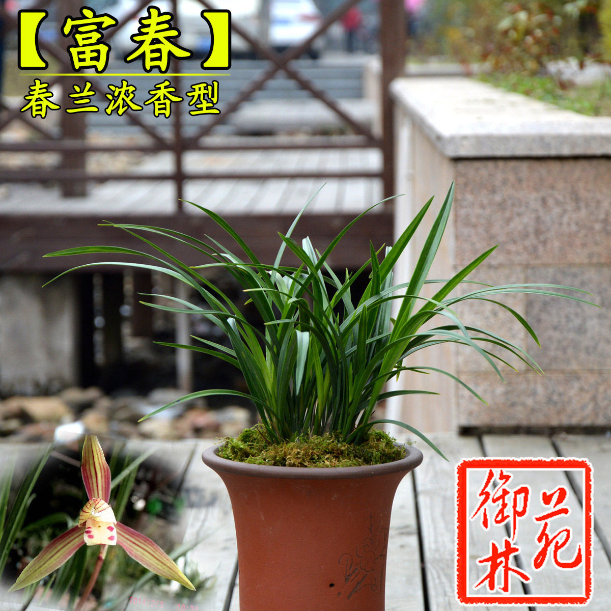 春兰浓香型富春矮种兰花苗花期带花苞四季盆栽绿植名贵高档兰