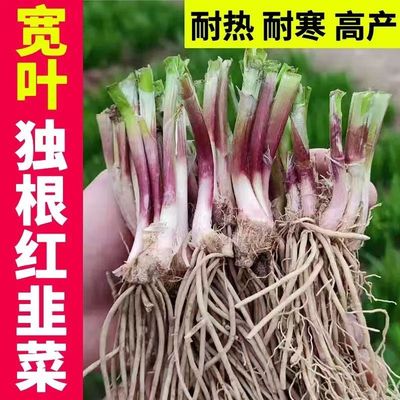 宽叶红韭菜根苗现挖头茬