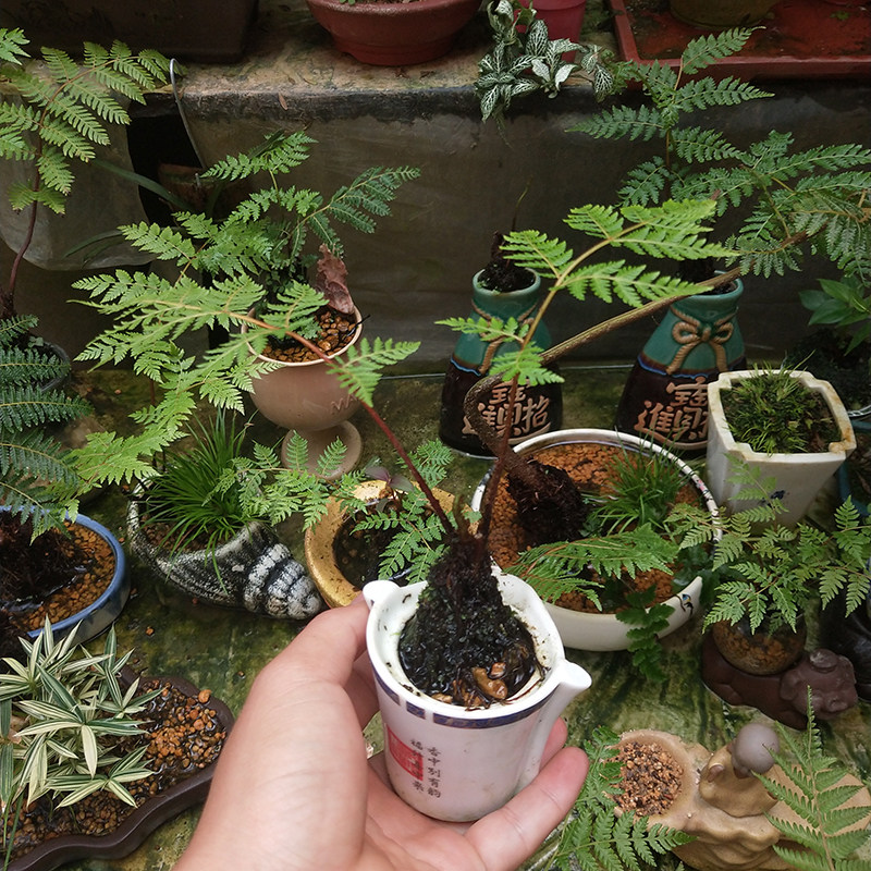 蕨类植物室内禅意蕨桫椤蕨观音莲座蕨马蹄蕨盆栽水培耐阴观叶绿植