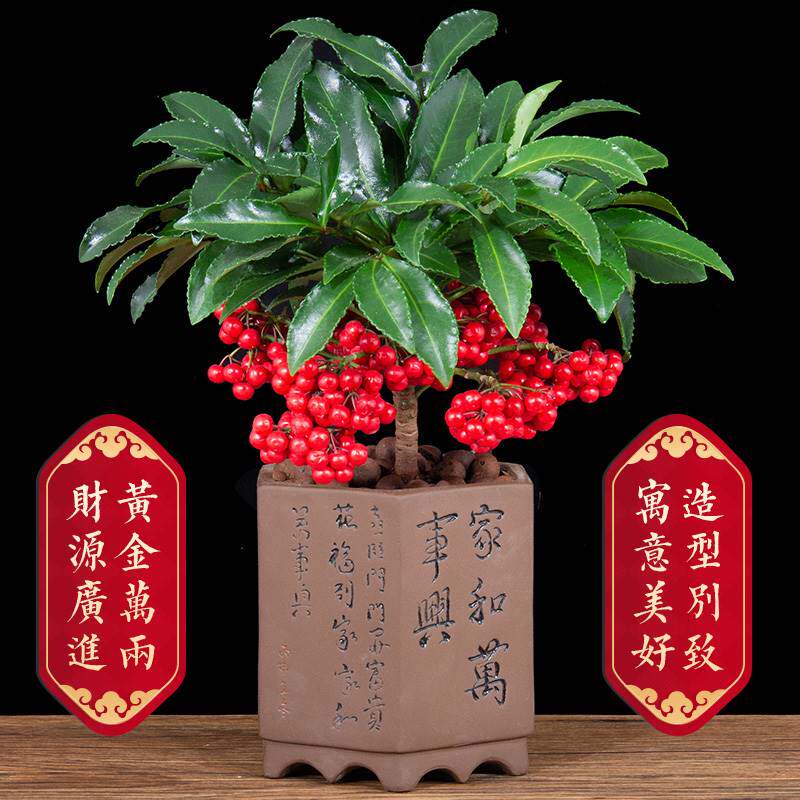 矮种富贵籽带果盆栽客厅招财红凉伞富贵子吸甲醛耐阴耐寒花卉绿植