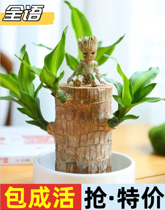 【幸运木】巴西木格鲁特水养幸运木水培花卉室内阳台绿植盆栽包邮