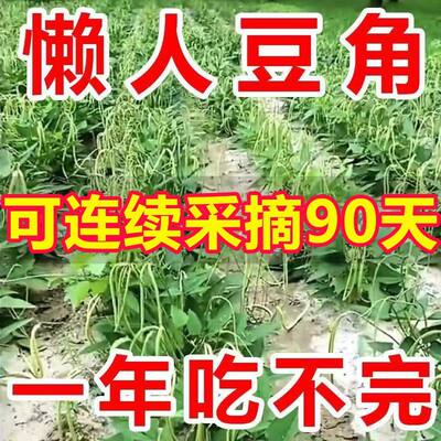 摘不败无架长豆角种子地搭豇籽四