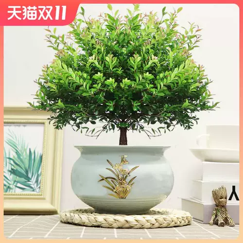 Сяайянская старая куча бонсай цветочные растения Four Seasons Evergreen Ceramics Basin Герой гостиная в офисном стиле