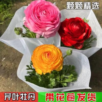 重瓣花毛茛花苗芹叶牡丹观花植物洋牡丹盆栽易活种球室内四季花卉