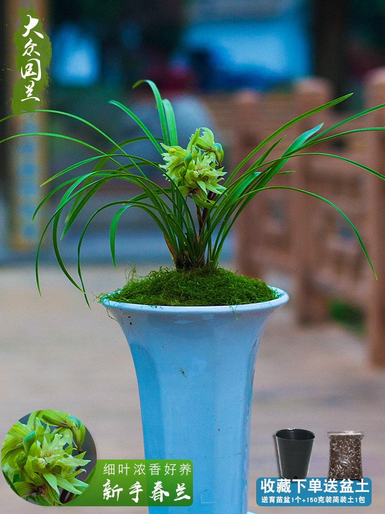 春兰细叶兰花盆栽植物名贵兰草花苗国兰四季室内花卉兰花苗带花.