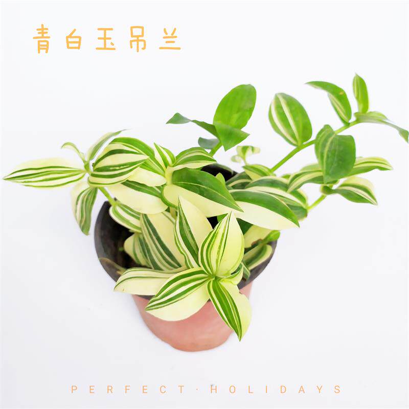 青白玉吊兰花叶吊竹梅阳台庭院盆栽观叶垂吊植物耐旱懒人绿植