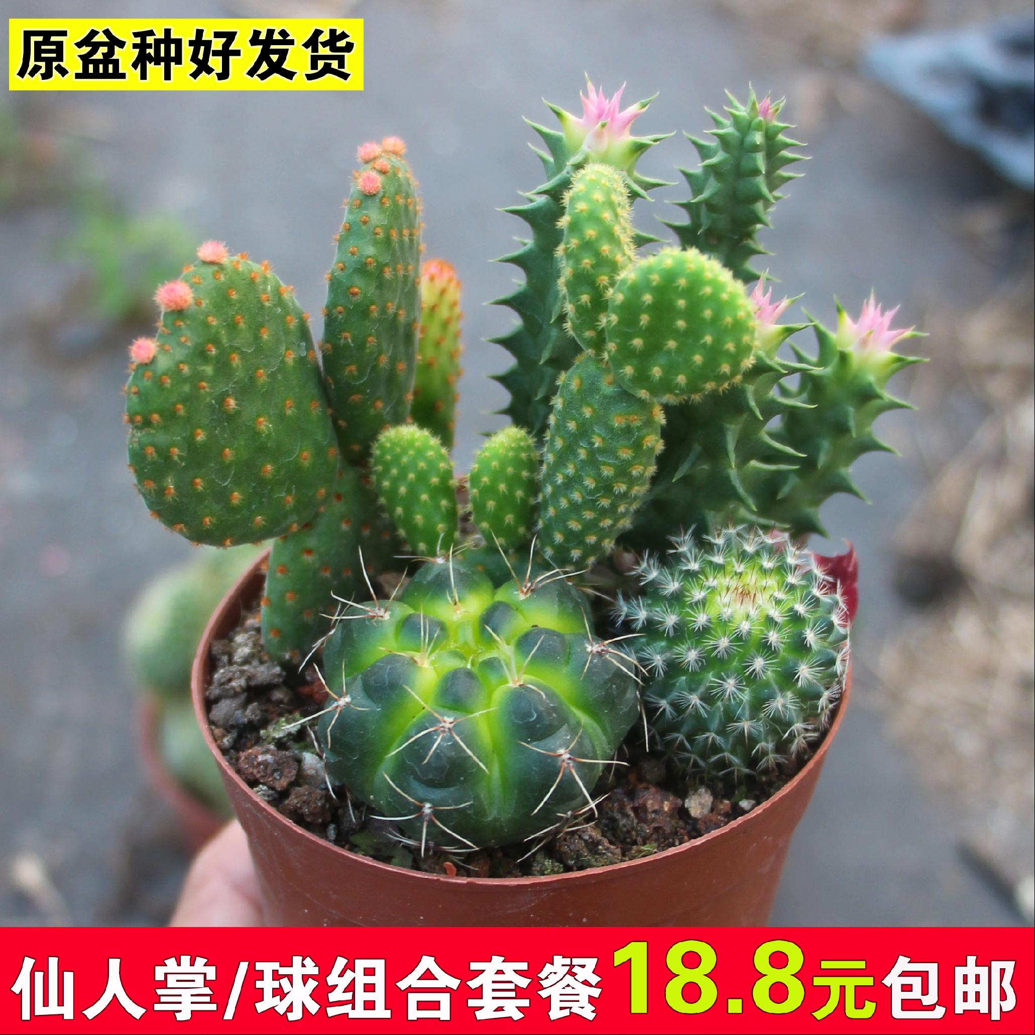 仙人掌仙人球类组合盆栽套餐带盆栽好发货防福射桌面多肉植物包邮