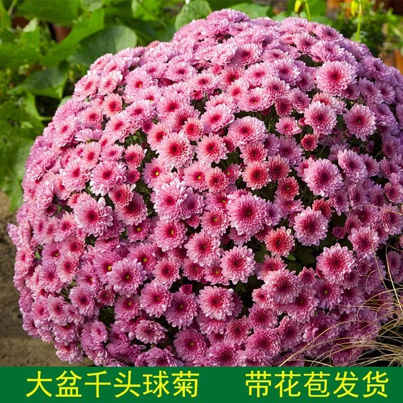 好养九月菊千头菊全语