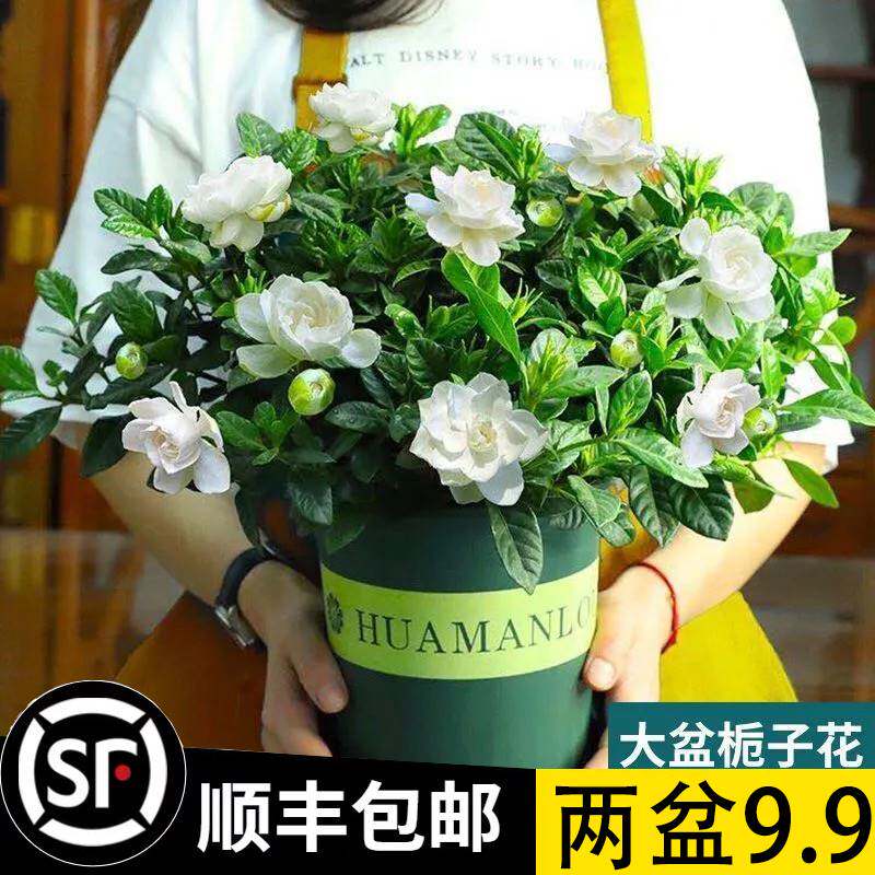 栀子花盆栽室内水培养殖易好养活花卉花苞绿植观赏绿植栀子花老桩