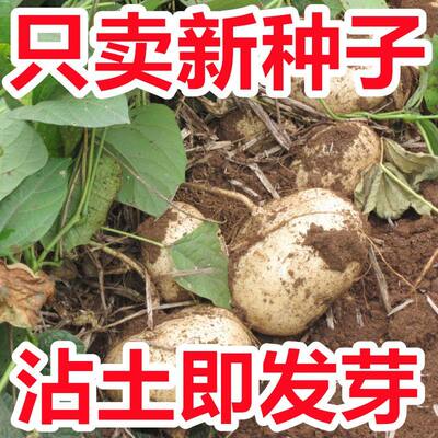 【今年新种】牧马山凉薯子水果地