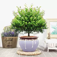 Пять -летняя свай чинан+фиолетовый горизонтальный керамический бассейн и посадка горшка с горшками