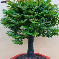  绱  彾 彾 镙戞々瀹ゅ 镙戞々瀹ゅ 唴瀹 唴瀹 ㈠ 彴鑺 彴鑺 卞 崏 鐩 鐩 缁 缁 缁   涘     