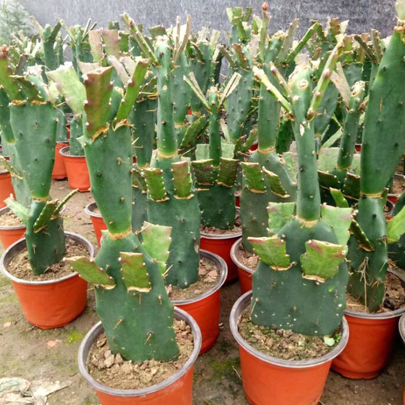 多肉植物 仙人掌嫁接令箭荷花蟹爪兰苗带根四季开花室内盆栽包邮.