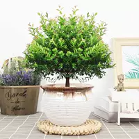 Пять -летящая куча Chinan+белый скользкий горизонтальный керамический бассейн и посадка в горшок