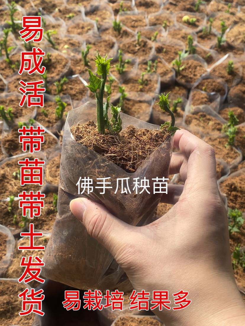佛手瓜苗秧苗种籽带芽种苗瓜苗春播扶手瓜四季阳台庭院盆栽蔬菜苗