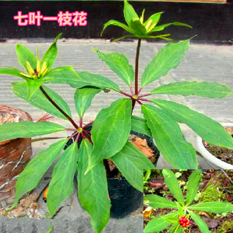 全语室内吸甲醛重楼七叶一枝花材种子小苗盆栽块茎籽生肖虎绿植物