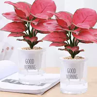 Два горшка, Geelyhong [Good Morning Water Absorption Basin], включая горшки