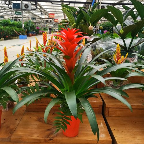 凤梨红掌价格 多少钱