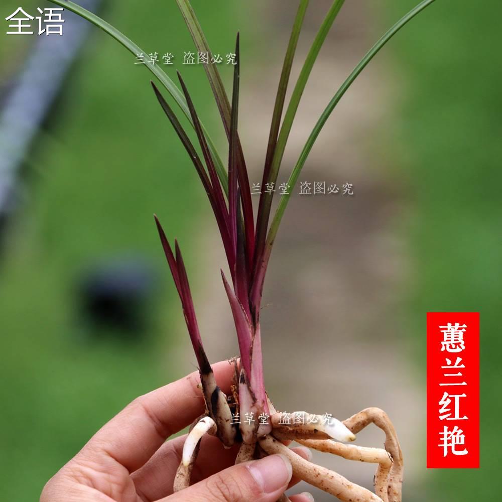 蕙兰原始品种红草红香妃兰花红芽绿植盆景盆栽兰花苗花卉浓香花苞 鲜花速递/花卉仿真/绿植园艺 花托/移动托盘 原图主图