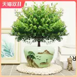 Сяайянская старая куча бонсай цветочные растения Four Seasons Evergreen Ceramics Basin Герой гостиная в офисном стиле