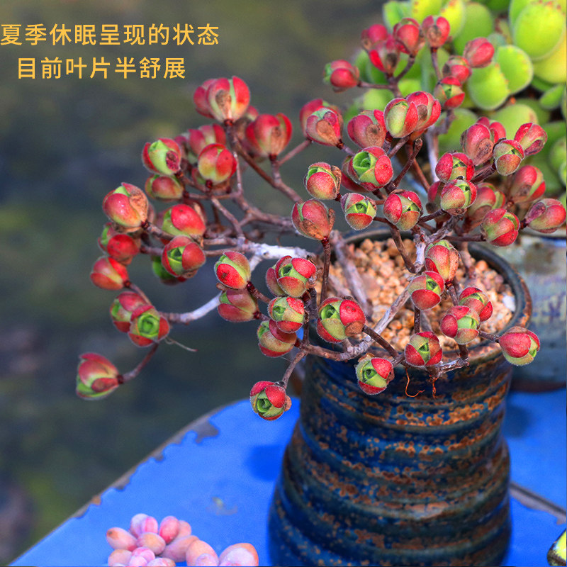 多肉植物【橄榄球玫瑰老桩】出状态非常漂亮满额/全语多肉馆