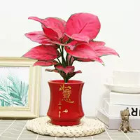 Geely Red [Red Ruyi Ceramics], включая горшки