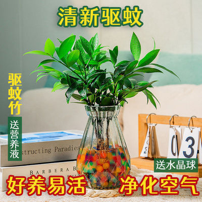 驱蚊竹柏水培植物室内养绿花卉盆