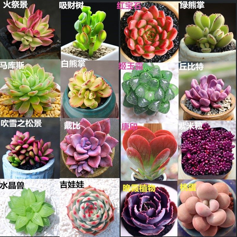 【多肉种子500粒】买2送1 迷你多肉植物种子多肉小兔种玉露石生花