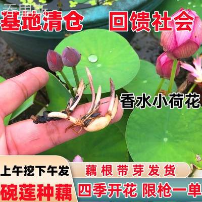 碗莲种藕水培绿植物室内四季开花卉睡莲花小型种籽子荷花根苗盆栽