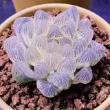 Высоко -громкие редкие сорта сочных растений Hu Dujin Office Desktop Эстетическое излучение