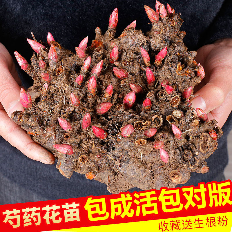 带芽芍药花根块花苗四季易活盆栽植物花卉阳台庭院地栽室内外重瓣