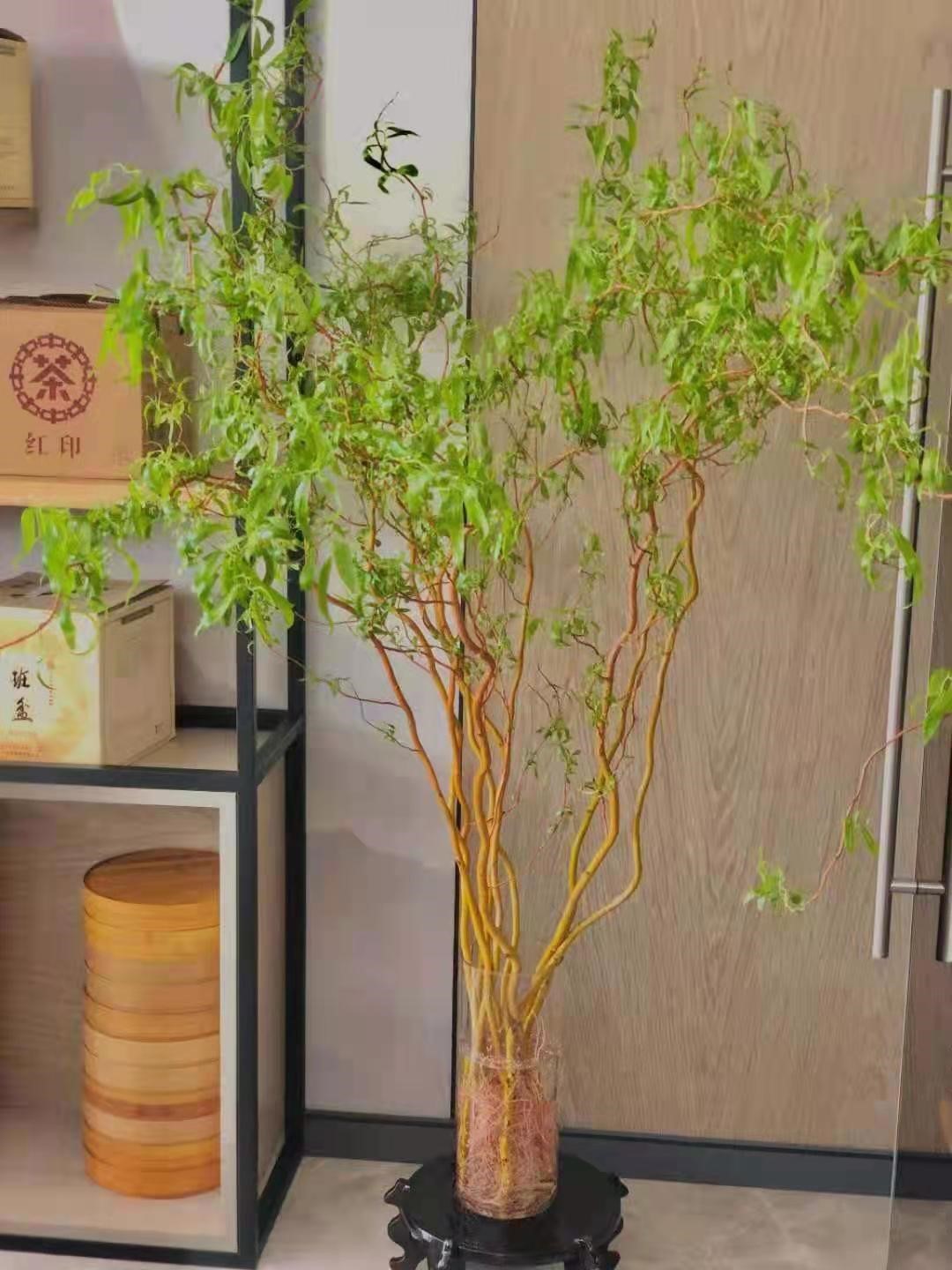 龙柳金龙柳新鲜切枝生根长叶水培植物插花婚庆拱门客厅办公装饰.